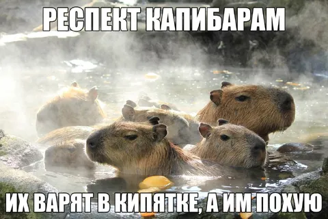 Респект капибарам в кипятке
