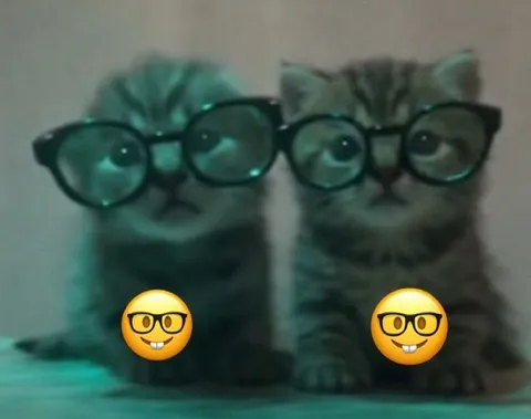 Коты в очках