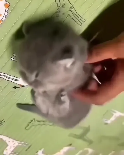 Котята не выдерживают нежности
