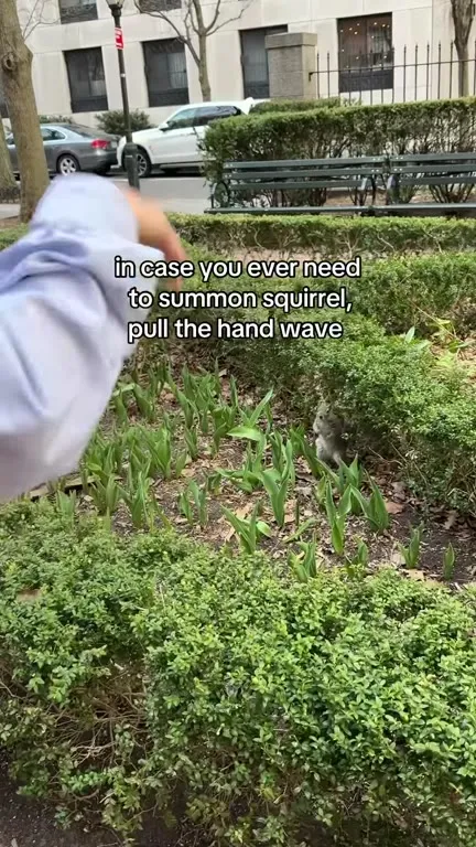 Summoning a Squirrel by Hand Wave