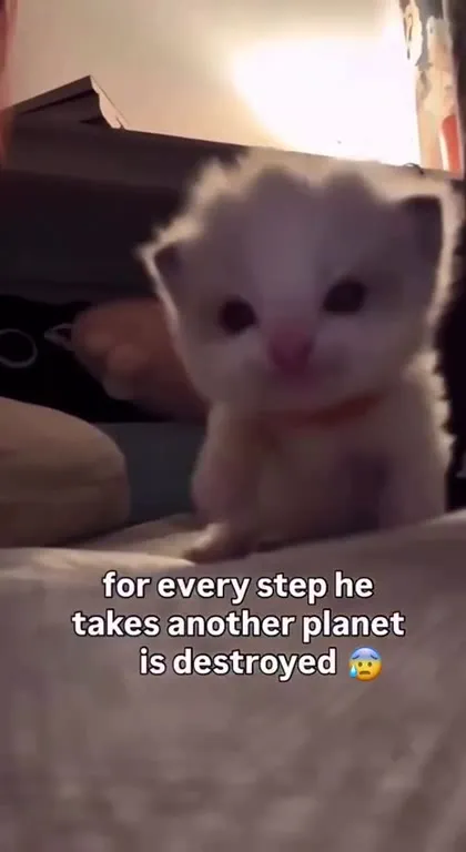 Kitten Destroys a Planet