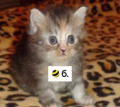 Испуганный котёнок и б.