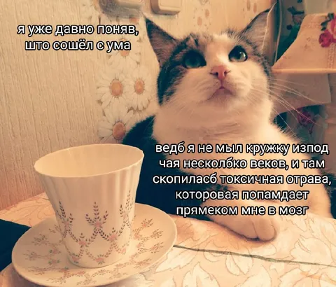Кот отравился грязной кружкой