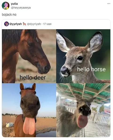Hello Deer Hello Horse