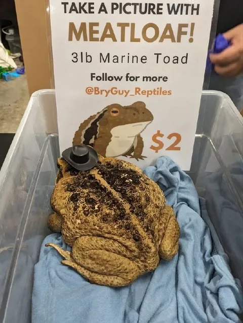 Meatloaf Marine Toad