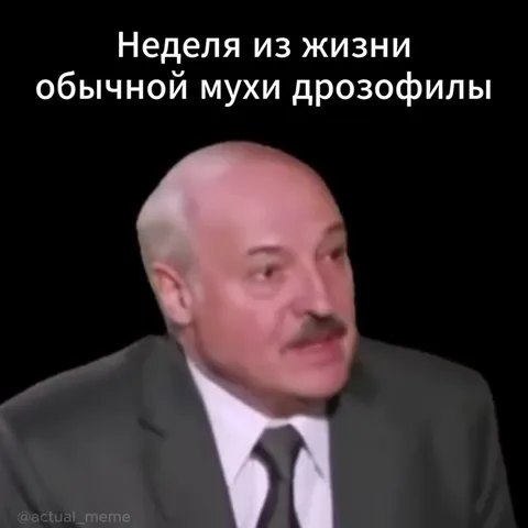Неделя из жизни мухи дрозофилы