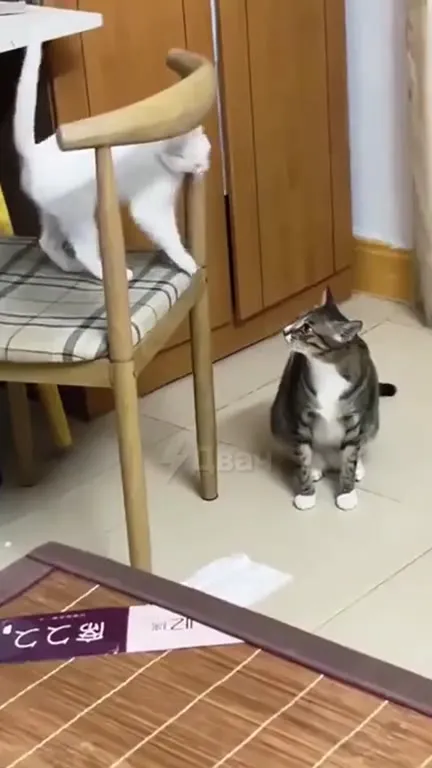 Коты-рестлеры в деле