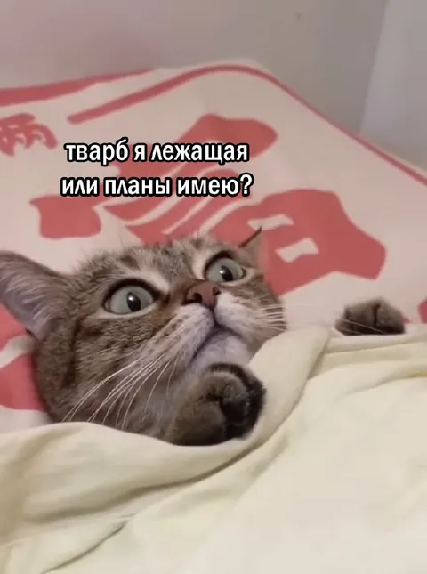 Кот лежит и строит планы