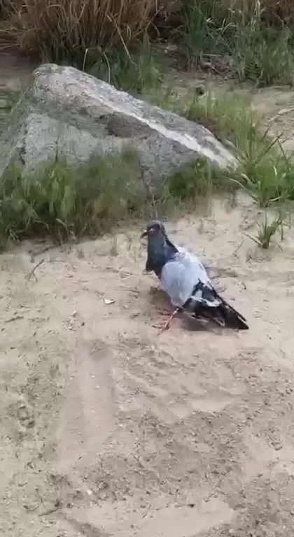Pigeon Turns Into a Sculpture