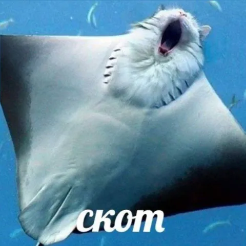 Скот на фоне синей воды
