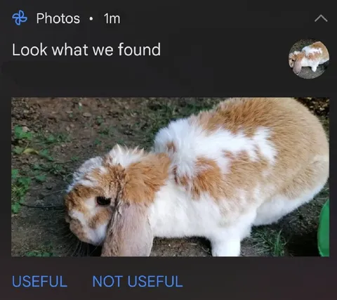 Useful or Not Useful Rabbit