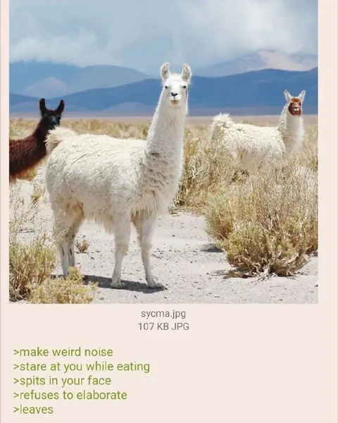 Llama Refuses to Elaborate