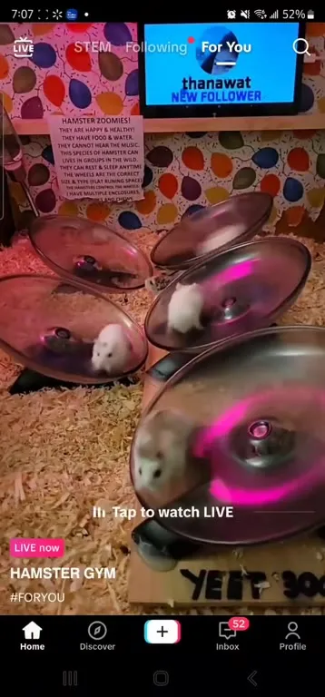 Hamster Gym Live Stream
