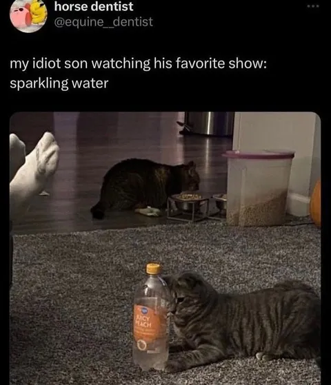Cat Watching Sparkling Water