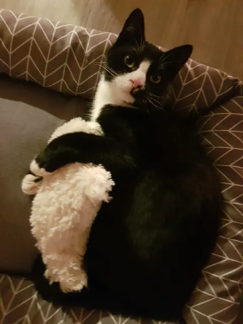 Кот обнимает мягкую игрушку
