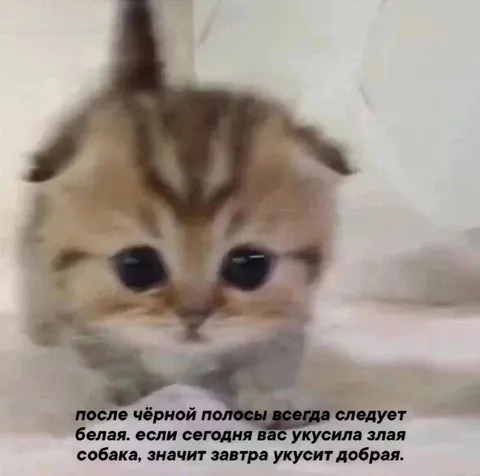 Добрая собака после злой