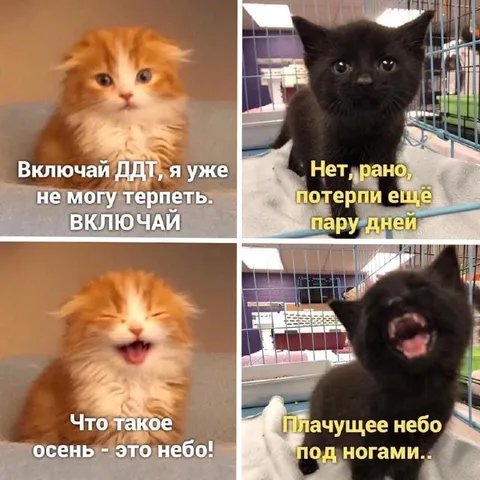 Коты ждут осень и ДДТ