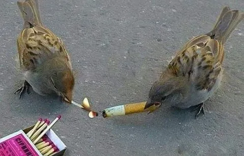 Воробьи курят одну сигарету