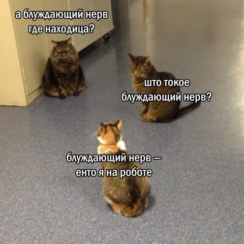 Блуждающий нерв на работе