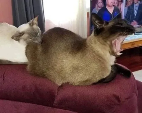 Двухголовый кот зевает