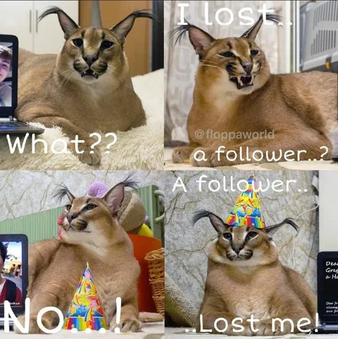Caracal Lost a Follower