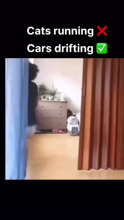 Cats Drifting Like Cars