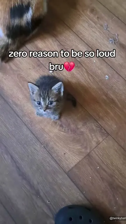 Kitten With Zero Reason to Be Loud