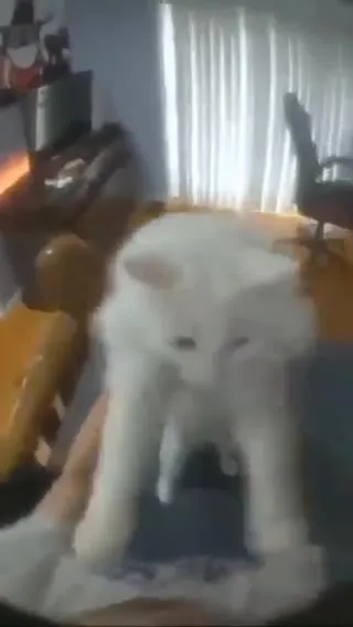 Белый кот танцует на руках