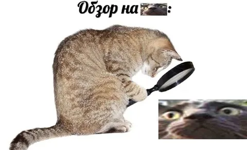 Обзор на кота