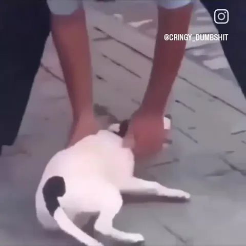 Кот не отпускает ногу
