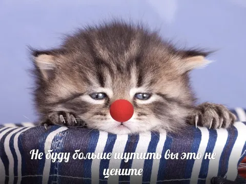 Котёнок больше не шутит