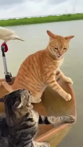 Коты на пиратской рыбалке