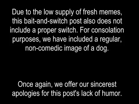 No Fresh Memes, Just a Dog