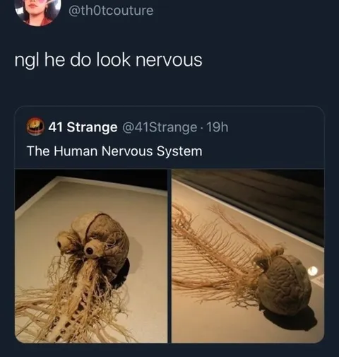 The Human Nervous System Looks Nervous