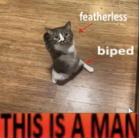 Featherless Biped Cat Man
