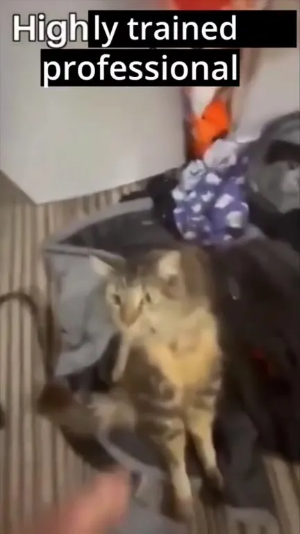 Highly Trained Professional Cat