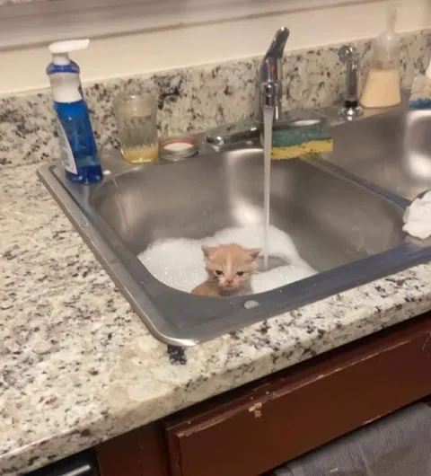 Котёнок в раковине