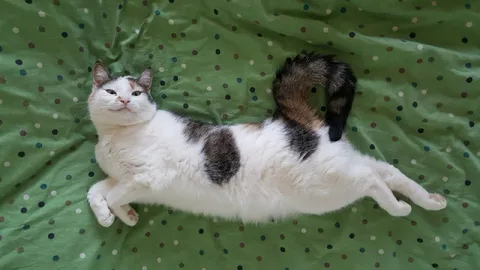 Кот с хвостом на спине