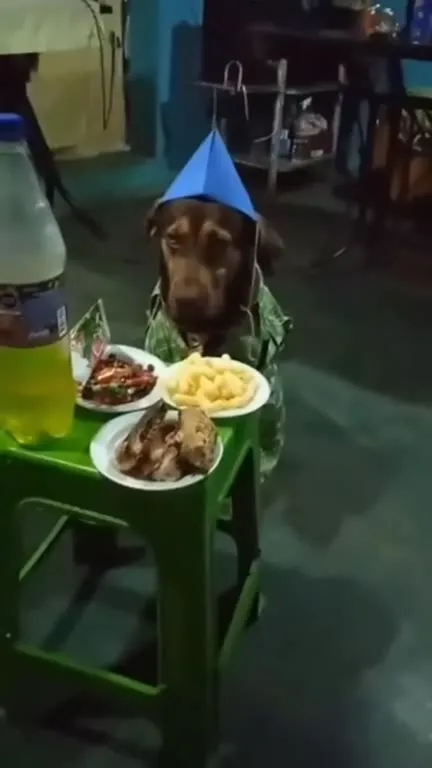 Пёс поёт за праздничным столом