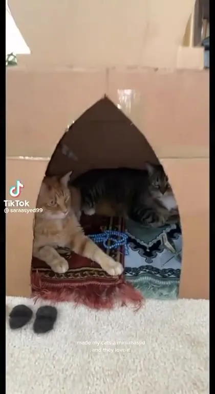 Cats in a Mini Masjid