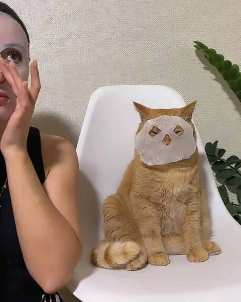Кот в маске совы