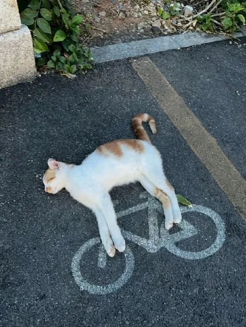 Кот занял велодорожку