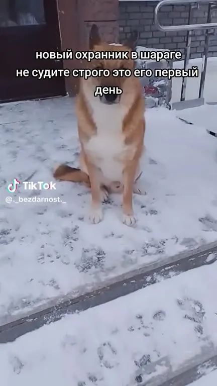 Новый охранник в шараге