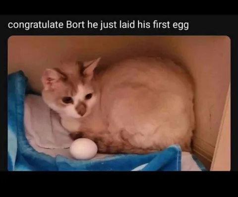 Bort Laid His First Egg