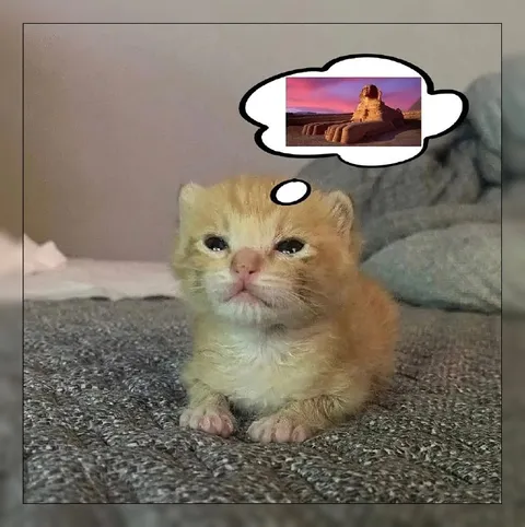 Грустный котёнок мечтает о море