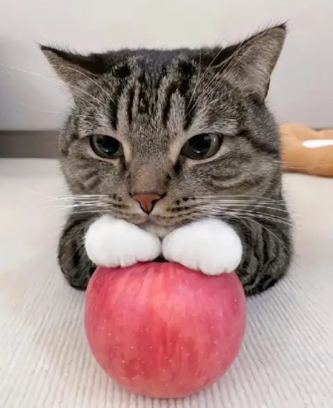 Кот с яблоком во рту