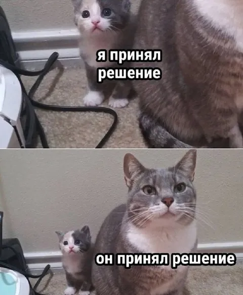 Кот принял решение