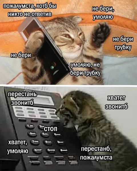 Кот просит не брать трубку