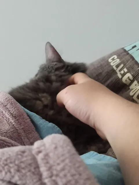 Cat Gets Gentle Scritches