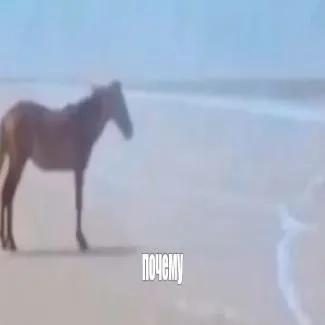 Почему лошадь стоит на пляже
